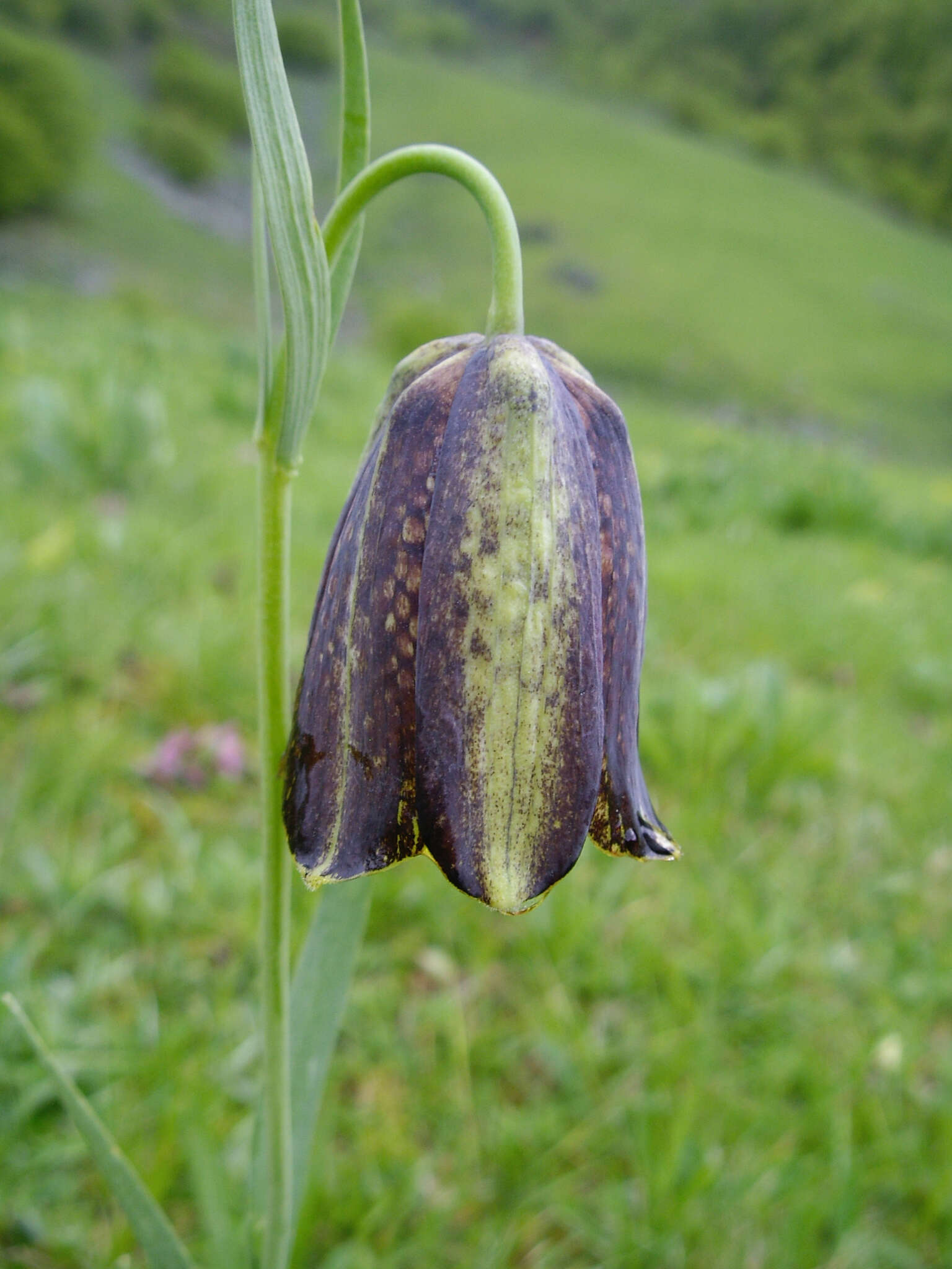 Image of Fritillaria pyrenaica L.