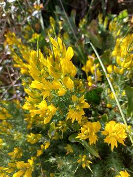 Image de Ulex densus Webb