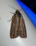 Acronicta lithospila Grote 1874的圖片