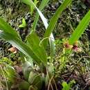 Image of Maxillaria lexarzana Soto Arenas & F. Chiang