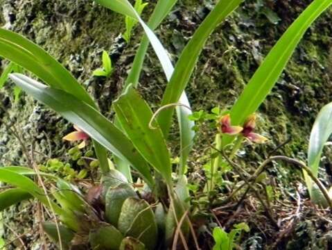 Imagem de Maxillaria lexarzana Soto Arenas & F. Chiang