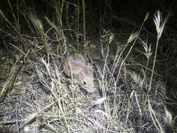 Image of California pocket mouse