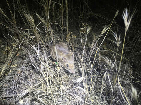 Image of California pocket mouse