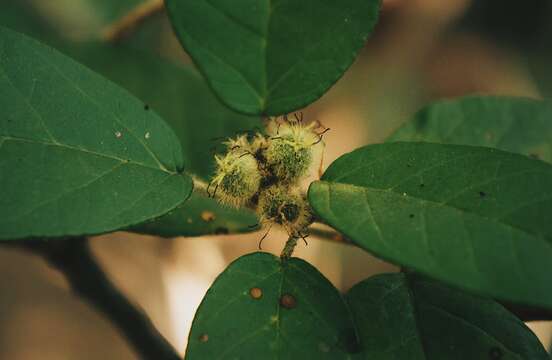 Imagem de Croton cortesianus Kunth