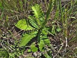 Sivun Berkheya rhapontica subsp. rhapontica kuva