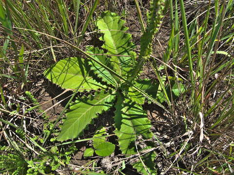 Sivun Berkheya rhapontica (DC.) Hutch. & Burtt Davy kuva