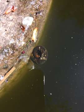 Image of Great Ram's Horn Snail