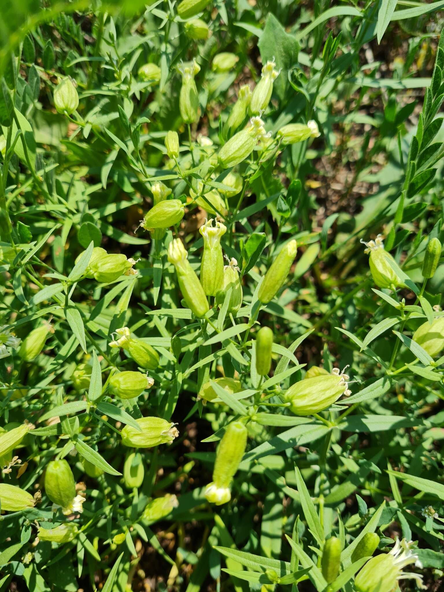 Image of Silene procumbens Murr.