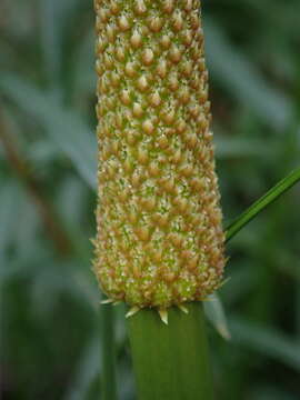 Image of Xanthorrhoea minor subsp. minor