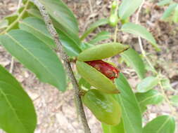 Image of Casearia tomentosa Roxb.