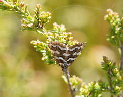 Image of Melitulias discophora Meyrick 1891