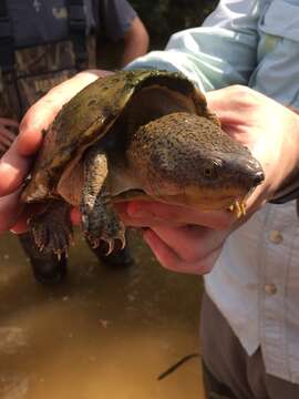 Image of Keeled Musk Turtle