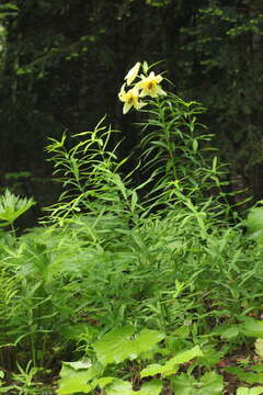 Image of Lilium kesselringianum Miscz.