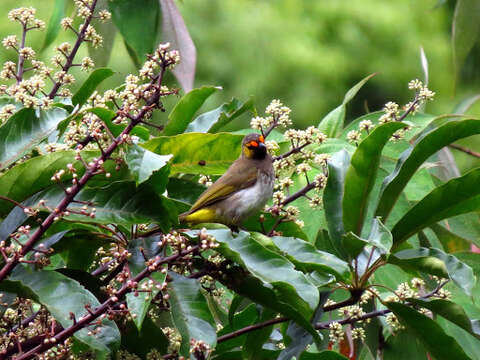 Image of Orange-spotted Bulbul