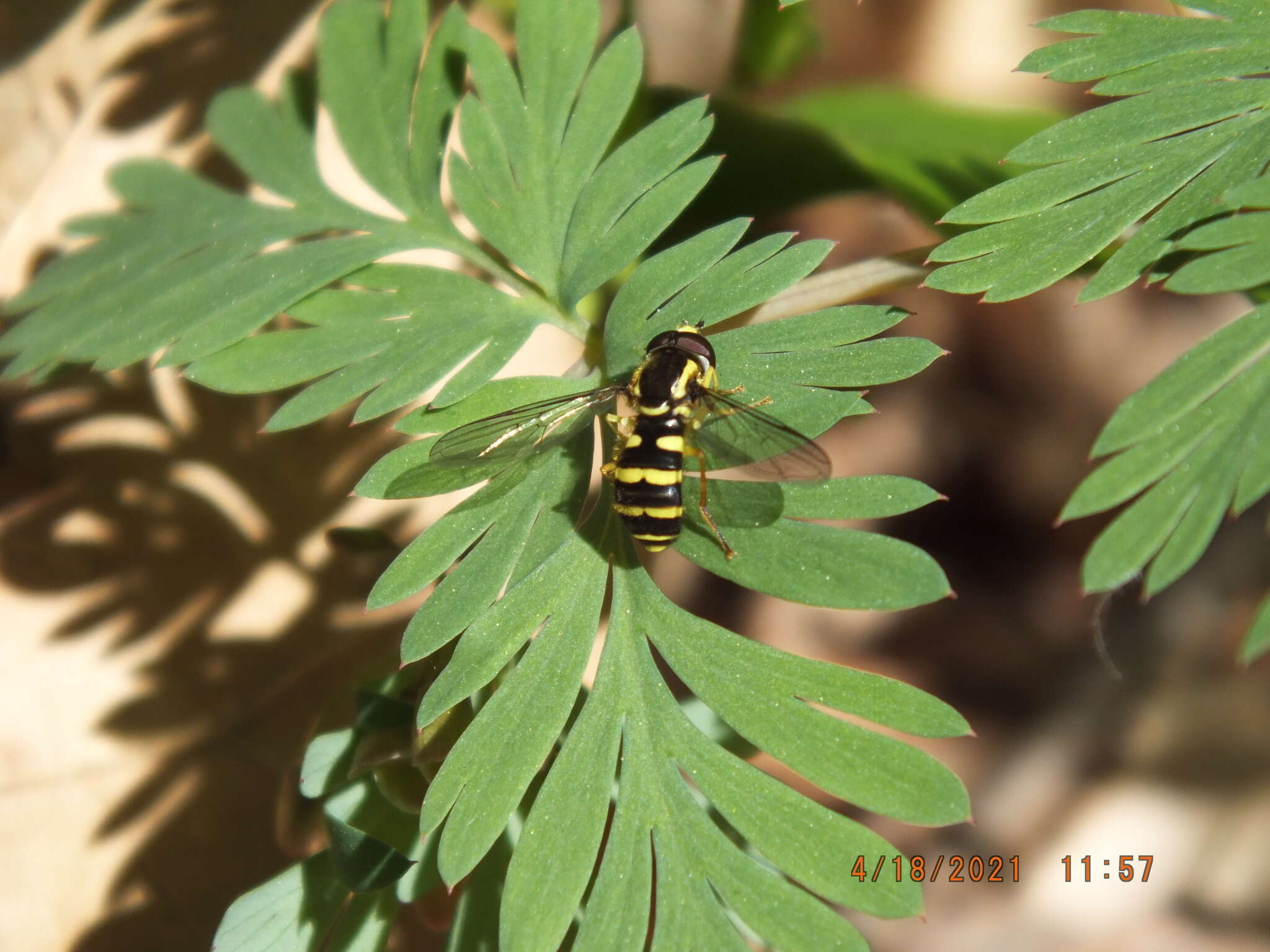 Xanthogramma flavipes (Loew 1863) resmi