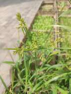 Imagem de Cyperus microiria Steud.