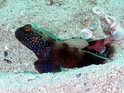 Image of Y-bar shrimp goby