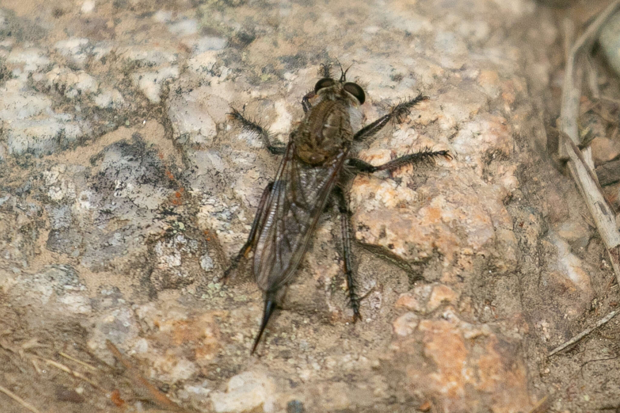 Image of Efferia okanagana