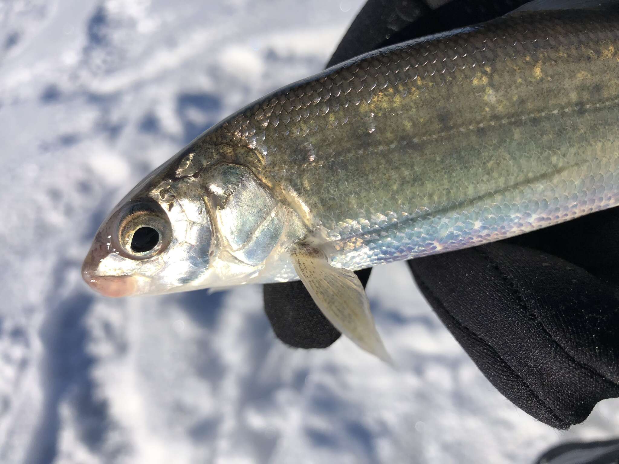 Image of Bonneville whitefish