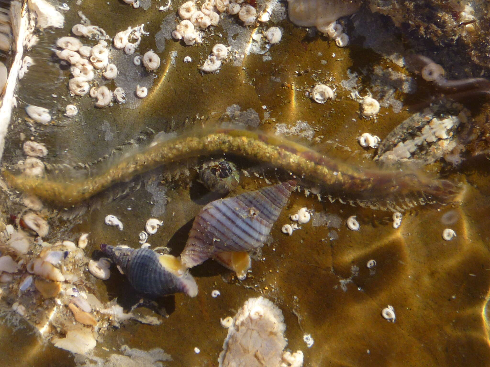 Image of Flabelligera bicolor (Schmarda 1861)