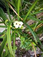 Image of African lily