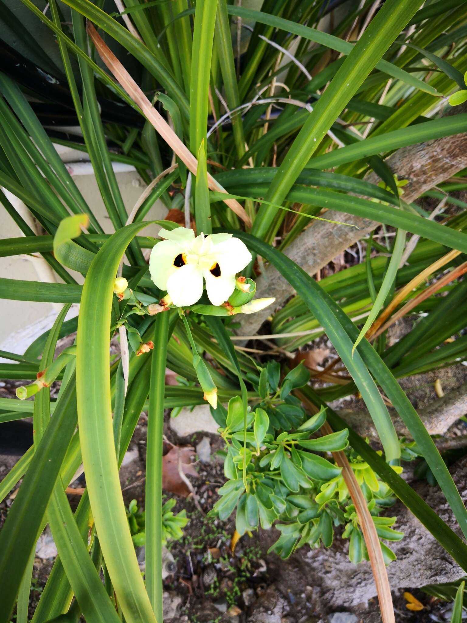 Image of African lily