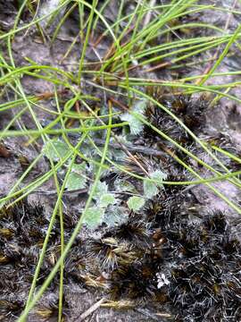 Слика од Actinotus bellidioides (Hook. fil.) Benth.