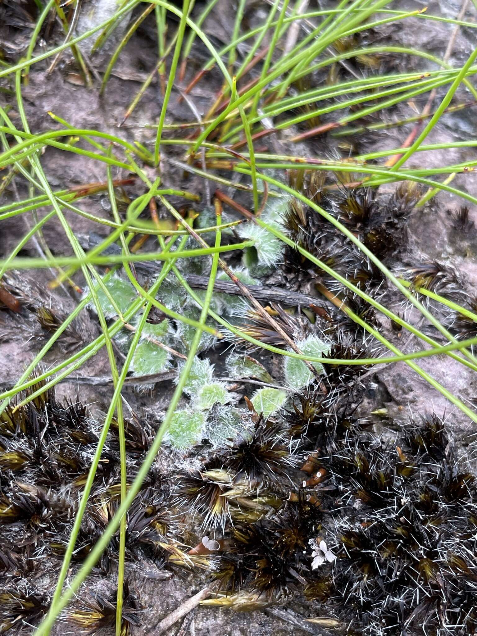 Actinotus bellidioides (Hook. fil.) Benth. resmi