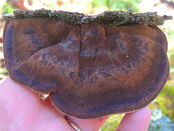 Image of Late fall polypore