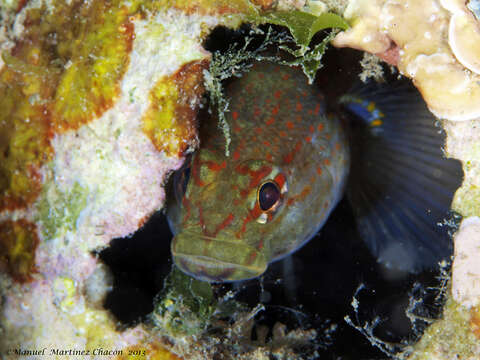 Image of Golden Goby