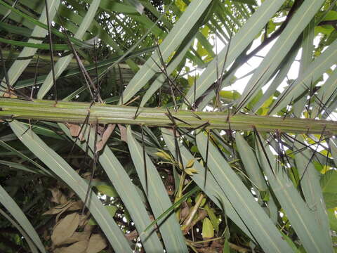 Image of Black palm