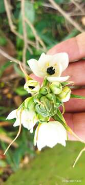 Imagem de Ornithogalum arabicum L.