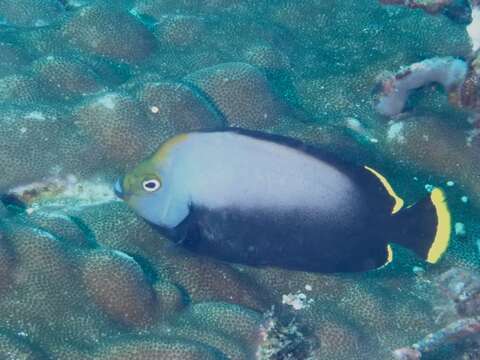 Image of Black Velvet Angelfish