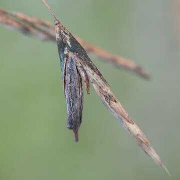 Image of Ergot