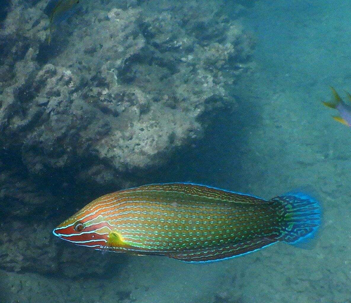 Image of Chain-lined wrasse