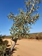 Image de Hakea psilorrhyncha R. M. Barker