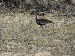 Imagem de <i>Eupodotis ruficrista</i>