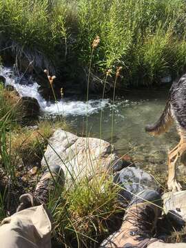 Image of hot springs fimbry