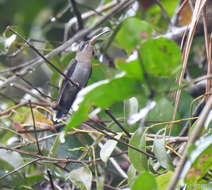 Image of White-bearded Hermit