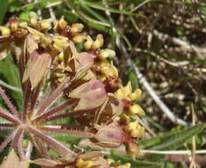 Asclepias crispa var. plana N. E. Br.的圖片