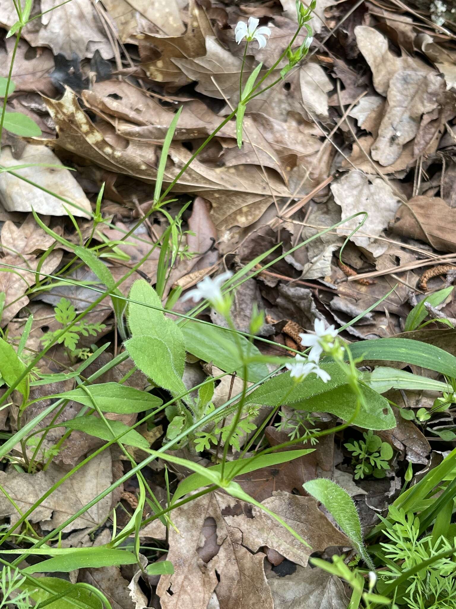 صورة Mononeuria muscorum (Fassett) Dillenb. & Kadereit