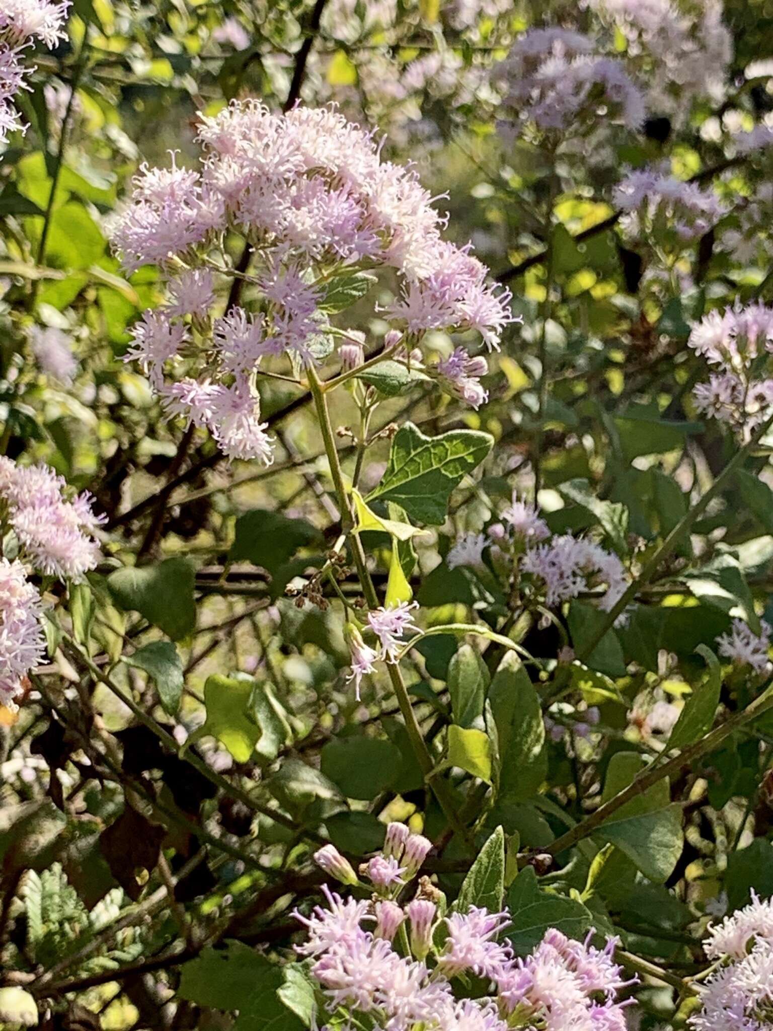 Image of Golden vernonia