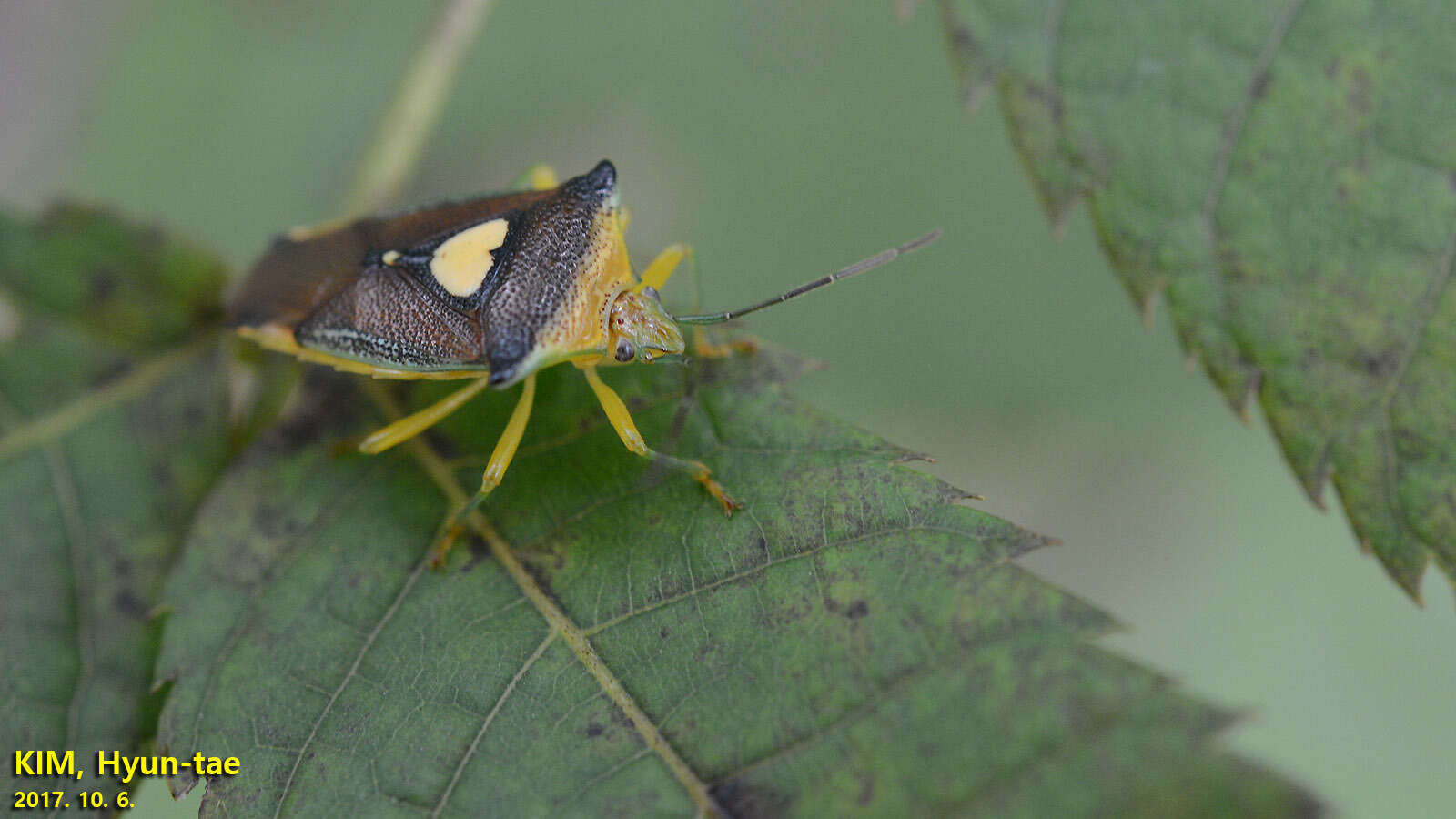 Image of Sastragala esakii Hasegawa 1959