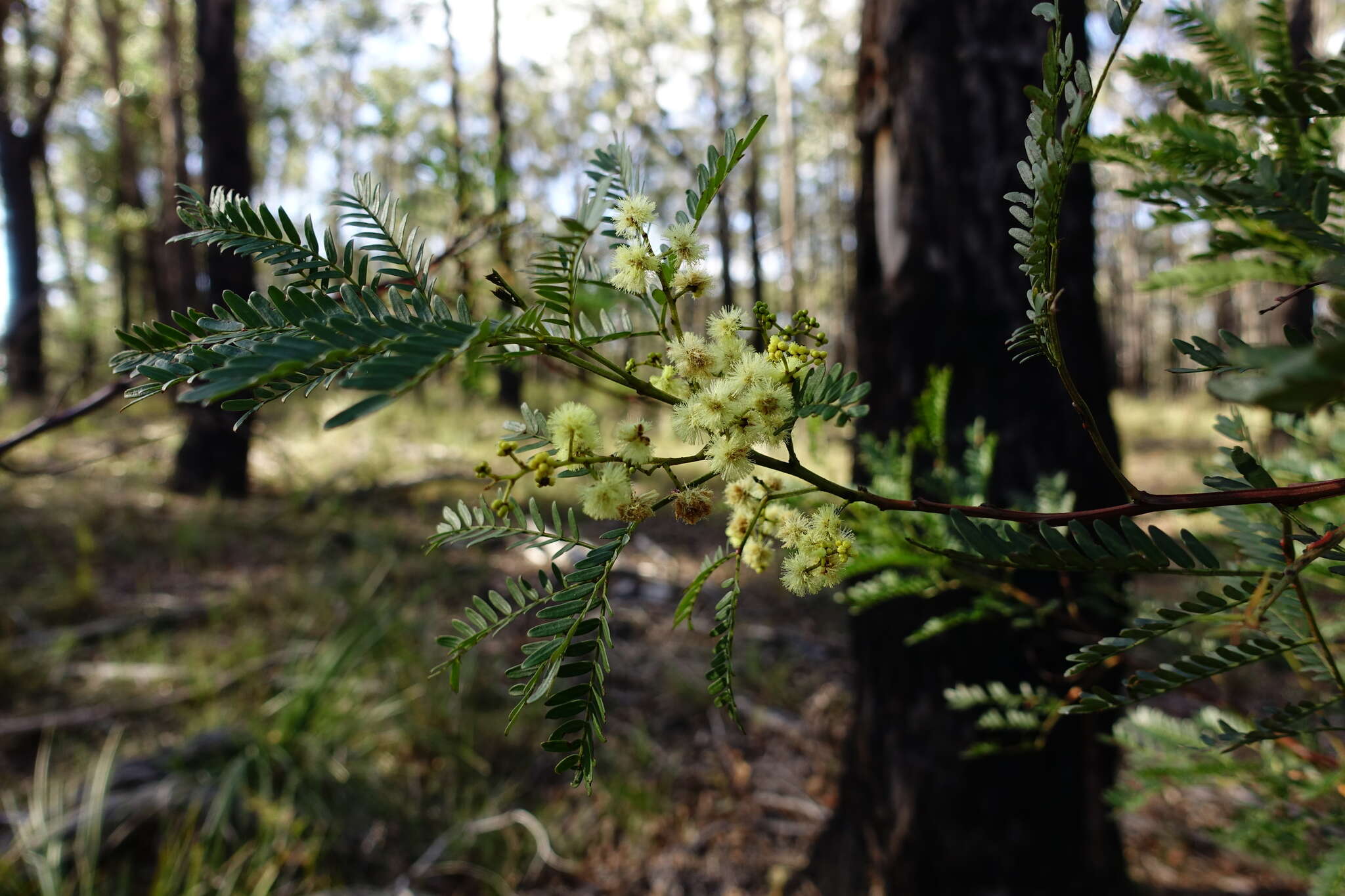 Imagem de Acacia terminalis (Salisb.) J. F. Macbr.