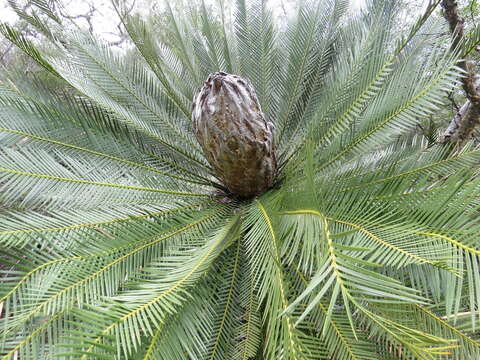 Image of Cycad