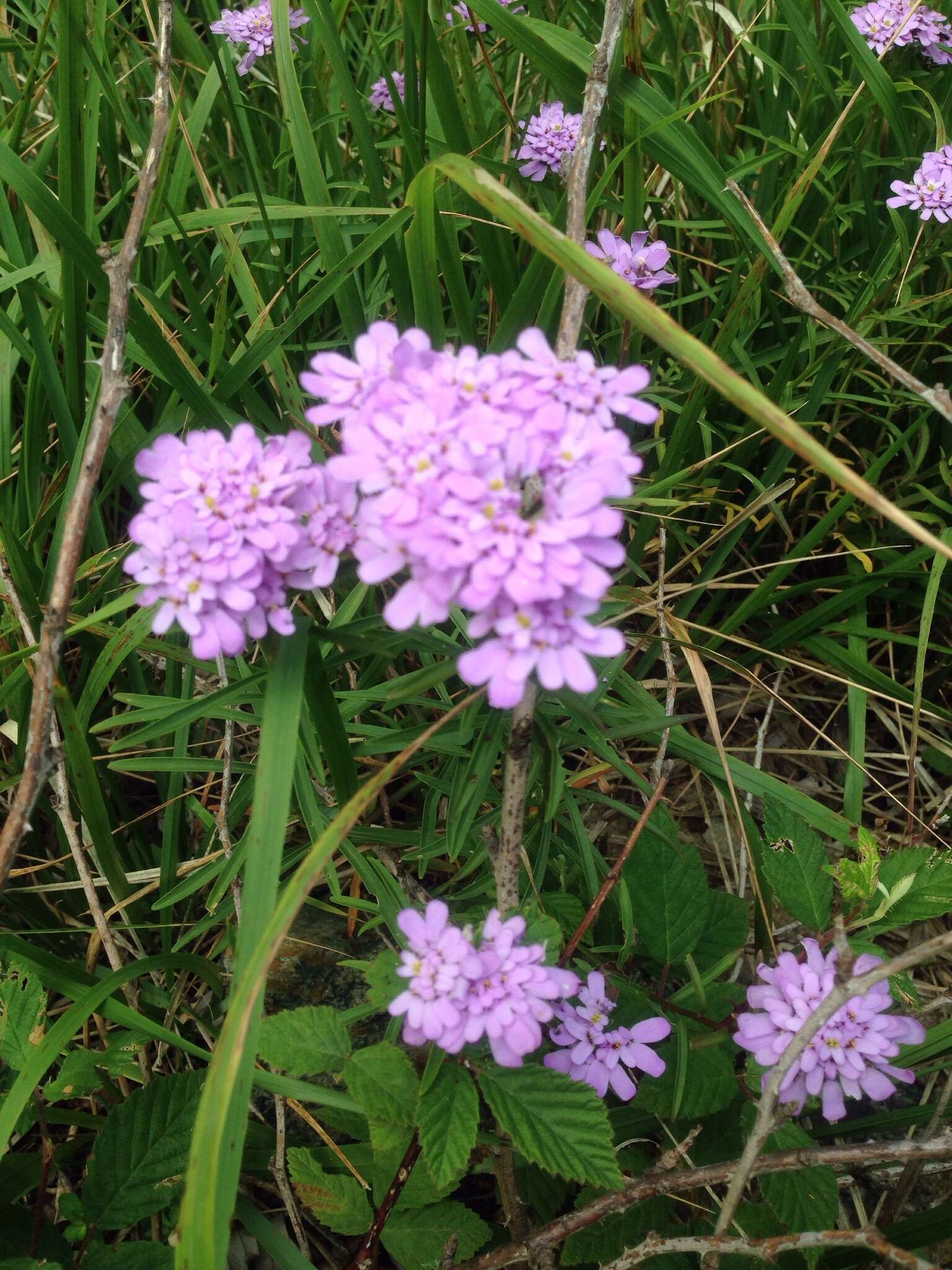 Image of globe candytuft