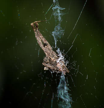 Image of Uloborus barbipes L. Koch 1872