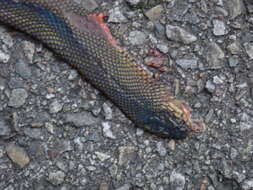 Image of Formosa Odd-scaled Snake
