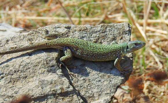 Image of Lacerta citrovittata