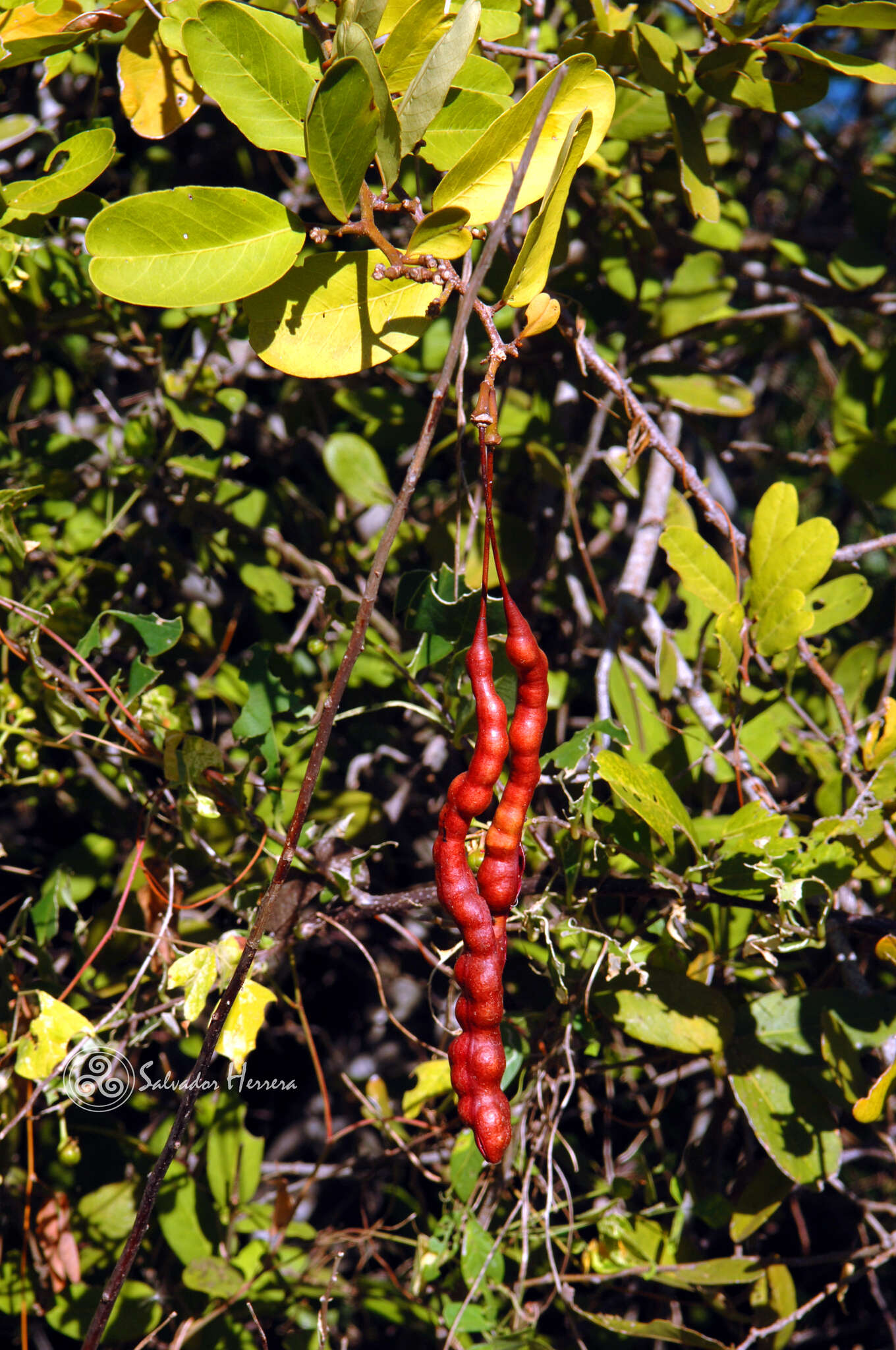 Image of Bay-leaved caper